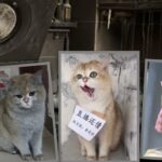 Fire-starting China pet dubbed ‘badass cat’ after it turns on cooker sparking blaze causing US$14,000 damage to home