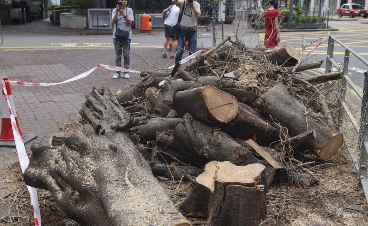 ‘Timber!’: tree planted in Wan Chai by last Hong Kong governor Chris Patten in 1993 felled