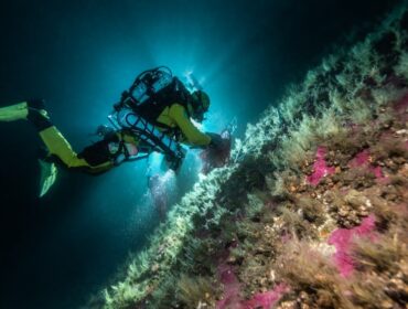 科学家和潜水员如何保护加拉帕戈斯群岛、意大利和北冰洋的海洋野生动物