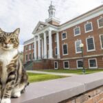 Max the cat gets honorary ‘doctor of litter-ature’ degree from US university