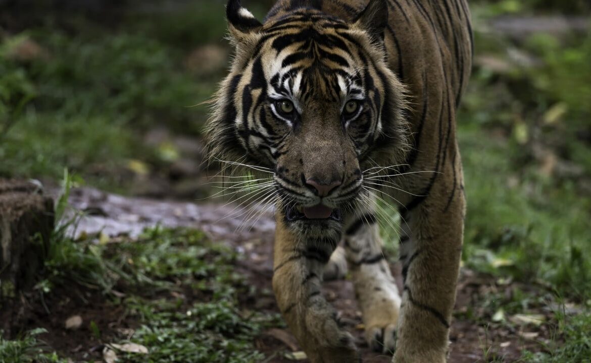1 dead in suspected Indonesia tiger attack, hunt ongoing