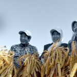 China halves rice-growing cycle in deserts of Xinjiang, opening new front in food security drive