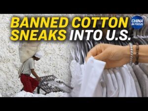 全球五分之一的美国商店发现禁用棉花聚焦中国