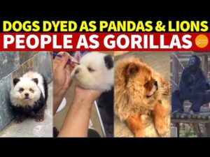 Dogs Dyed as Pandas & Lions, People as Gorillas, China’s Fakes Are Hilariously Bad!