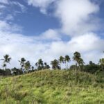 Ancient Tongan City Hints at Civilisation in the Pacific 700 Year Earlier
