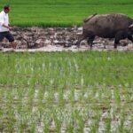 Chinese Farmers Hit Hardest by New Retirement Scheme, Experts Say