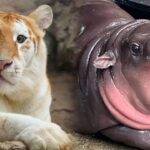 ‘Goofy’ golden tiger at Thai zoo captures hearts, emerging as next star after hippo Moo Deng