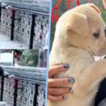 Puppy abused at China sacred site sparks outrage, leads to speedy adoption, 5 million views