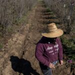 Why Trump’s remittance tax will be ‘devastating’ for Filipino-Americans