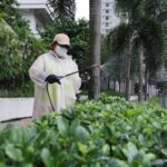 Chikungunya fever: Hong Kong urged to step up mosquito control after rainstorm