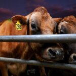 New Zealand Still Seen as the Land of Milk, Lamb, and Lord of the Rings