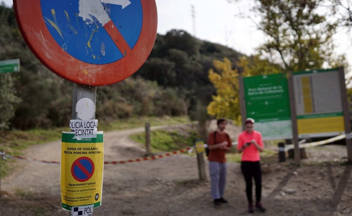 Suspected swine fever cases rise as Spain struggles to limit export damage