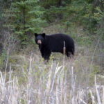 Japan Sends Troops to Combat Spike in Fatal Bear Attacks