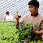 Rooted in resilience: China’s seed push plants agricultural ‘chips’, grows self-reliance