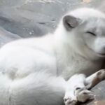 Hong Kong Ocean Park’s last 2 arctic foxes die, den temporarily closed