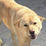 5 dogs found poisoned to death in Hong Kong’s New Territories in single week