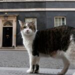 UK’s Larry the cat, 19, marks 15 years, 6 PMs, as chief mouser