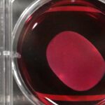 Japan approves world’s first regenerative medicines using iPS cells