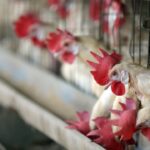Bird flu outbreaks in parts of Japan, Denmark trigger Hong Kong poultry bans