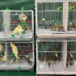 Woman arrested over illegally importing 112 birds worth HK$15,000