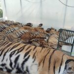Thai Officials Say 72 Tigers at Tourist Parks Died of Canine Distemper, Allaying Bird Flu Fears