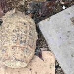 Suspected wartime grenade found in Hong Kong residential area