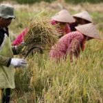 Why spike in fertiliser prices could boost China’s political clout