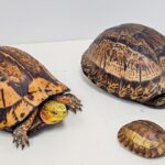 Man arrested after 14 endangered reptiles found in Kwai Chung industrial site