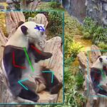 Hong Kong’s Ocean Park uses AI to track, enrich lives of giant pandas, monkeys