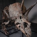 Triceratops skeleton ‘Trey’ to hit the auction block as dinosaur market soars