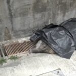 Wild boar bites hiker, tumbles to its death down flight of stairs in village