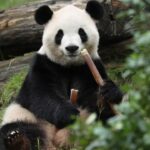 In lead-up to Trump’s Beijing visit, China announces 2 pandas are headed to US zoo