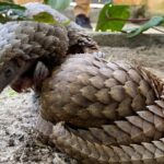 Conservationists hail jailing of Vietnamese pangolin scale smugglers in 900kg haul