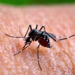 First local dengue case could lead to outbreak in coming months, health official says