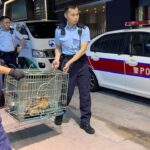 Hong Kong to strengthen police coordination in animal abuse cases