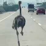 Ostrich escapes animal cafe, sprints down Thai highway