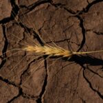 Earth is hot and getting hotter: UN warns next 5 years likely to smash records