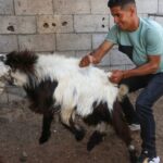 West Bank settlers steal Palestinian family’s sheep herd ahead of Eid festival