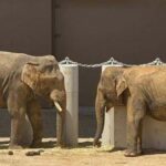 Trumpet call: Malaysians demand Japan return elephants after viral ‘weeping’ videos