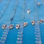 Why are China’s coastal fish farms disappearing while India’s are expanding?