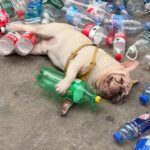 French bulldog in China known for collecting plastic bottles faces threats from animal abusers