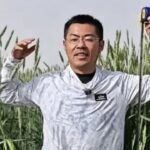 China is growing giant wheat-rye hybrids in its western deserts. Here’s why