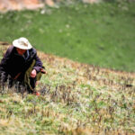 Tibetan Villagers Report More Bear Attacks and Little Help From Authorities