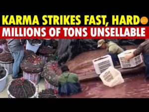Karma Strikes Fast, Hard! Chemical Yangmei, No One Dares Eat, Millions of Tons Unsellable, Rotting