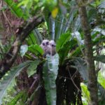 2 rare owl chicks born in Hong Kong breeding success