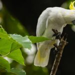 Hong Kong cockatoos could help save Indonesia’s endangered species, study shows