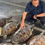 Indonesian police smash turtle-smuggling ring in Bali, rescue 21 live animals