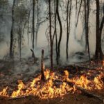 2 arrested over Fontainebleau forest fire near Paris, interior minister says