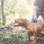 Girl in Germany dies after family dog bites her