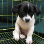 2 women arrested at Hong Kong border after dog, endangered birds found in bags